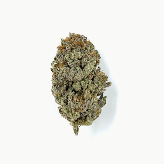 Gamebred Genetics - Slapz - 1