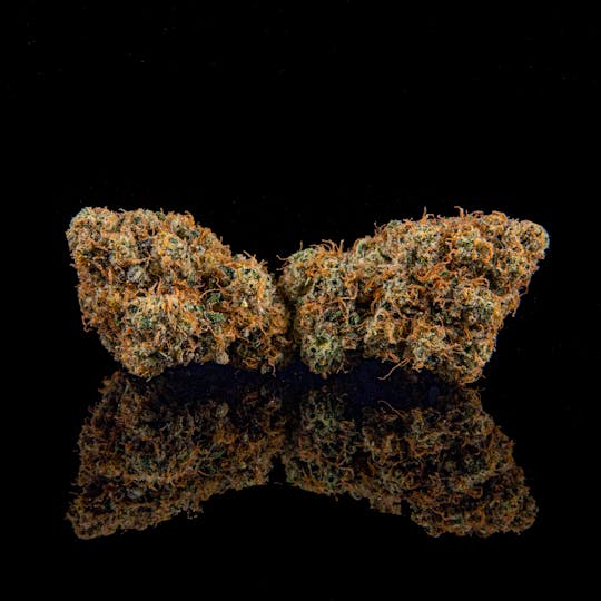 Zenoa - Gelato Cake (RETIRED) - 1