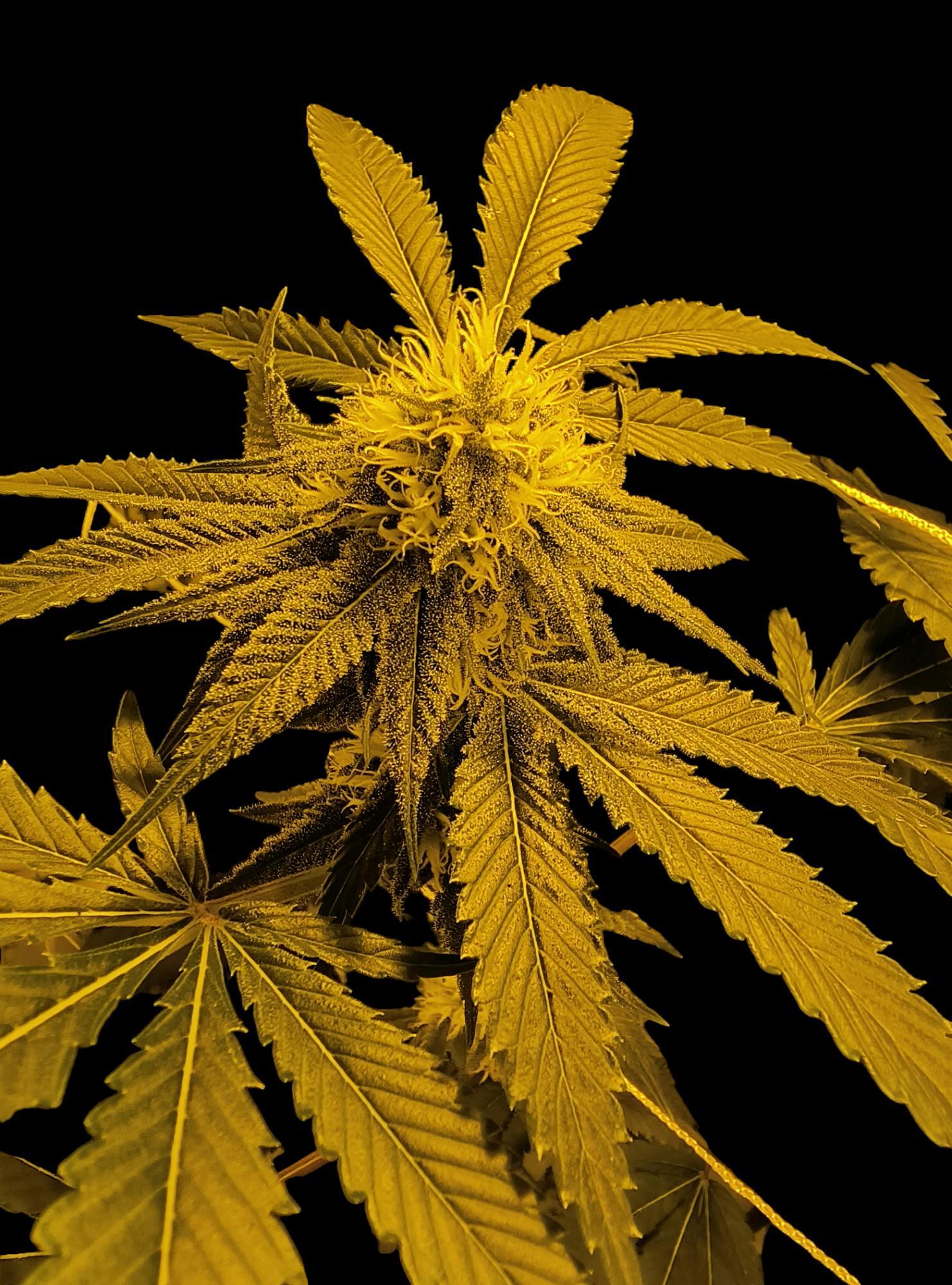 Above All Greenery - Brand - Above All Greenery | G-13 Haze | Flower | 14g - 1
