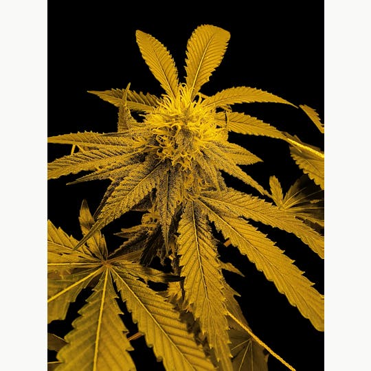 Above All Greenery - Brand - G-13 Haze - 1