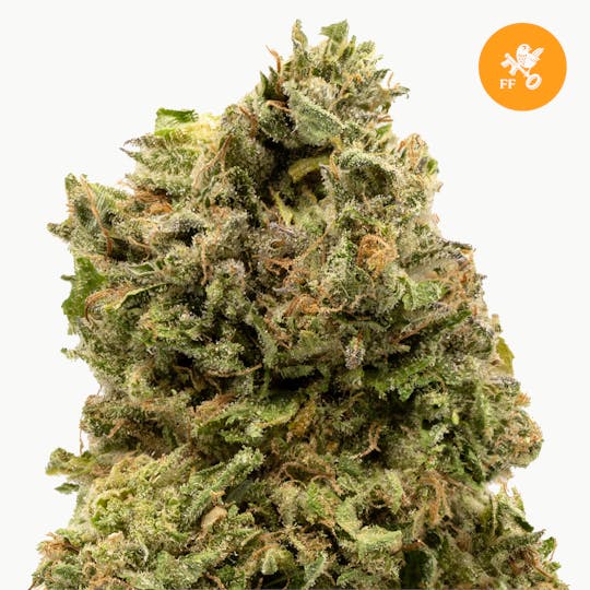 Franklin Fields - Lemon G - 1