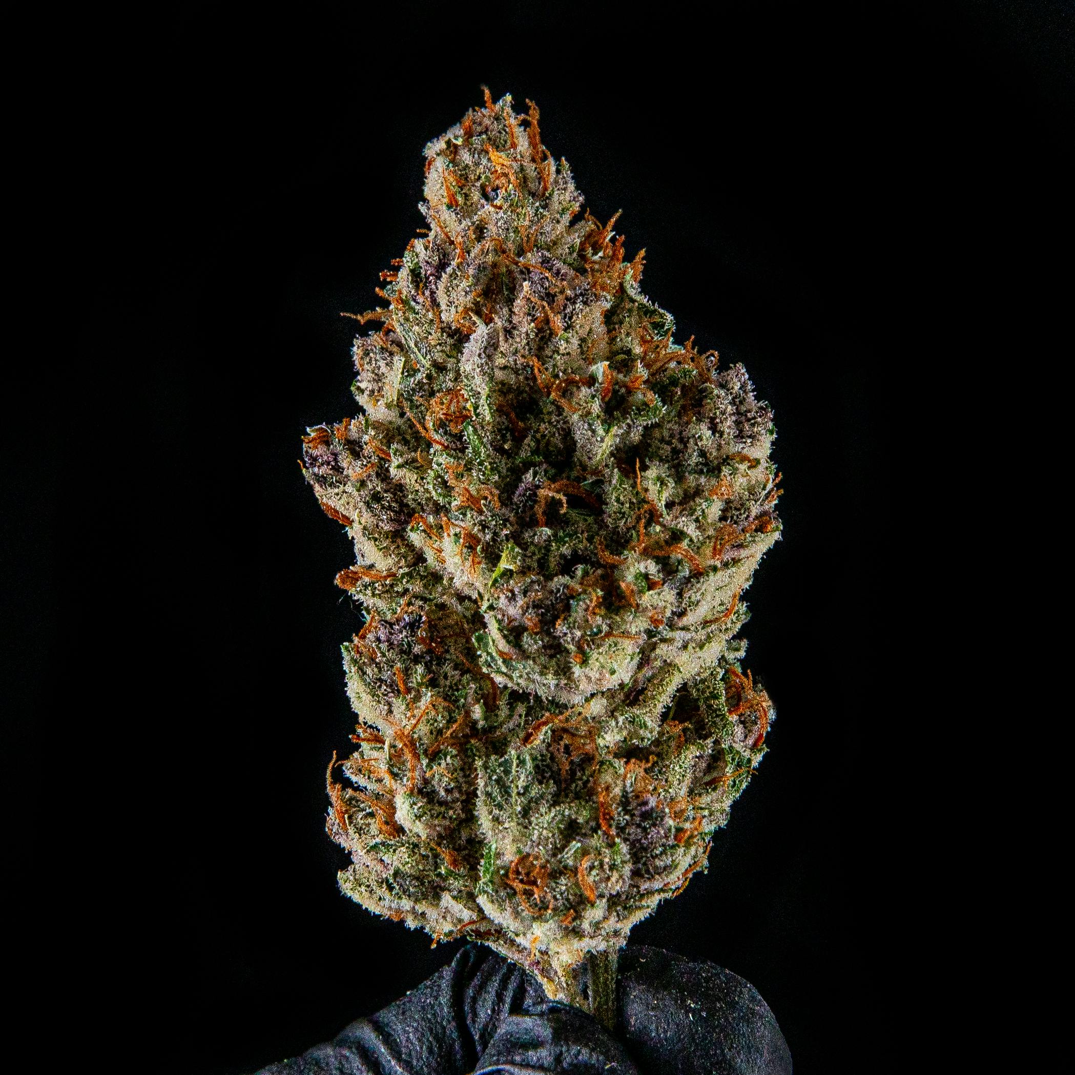 Zenoa - Guava Jelly (RETIRED) - 1