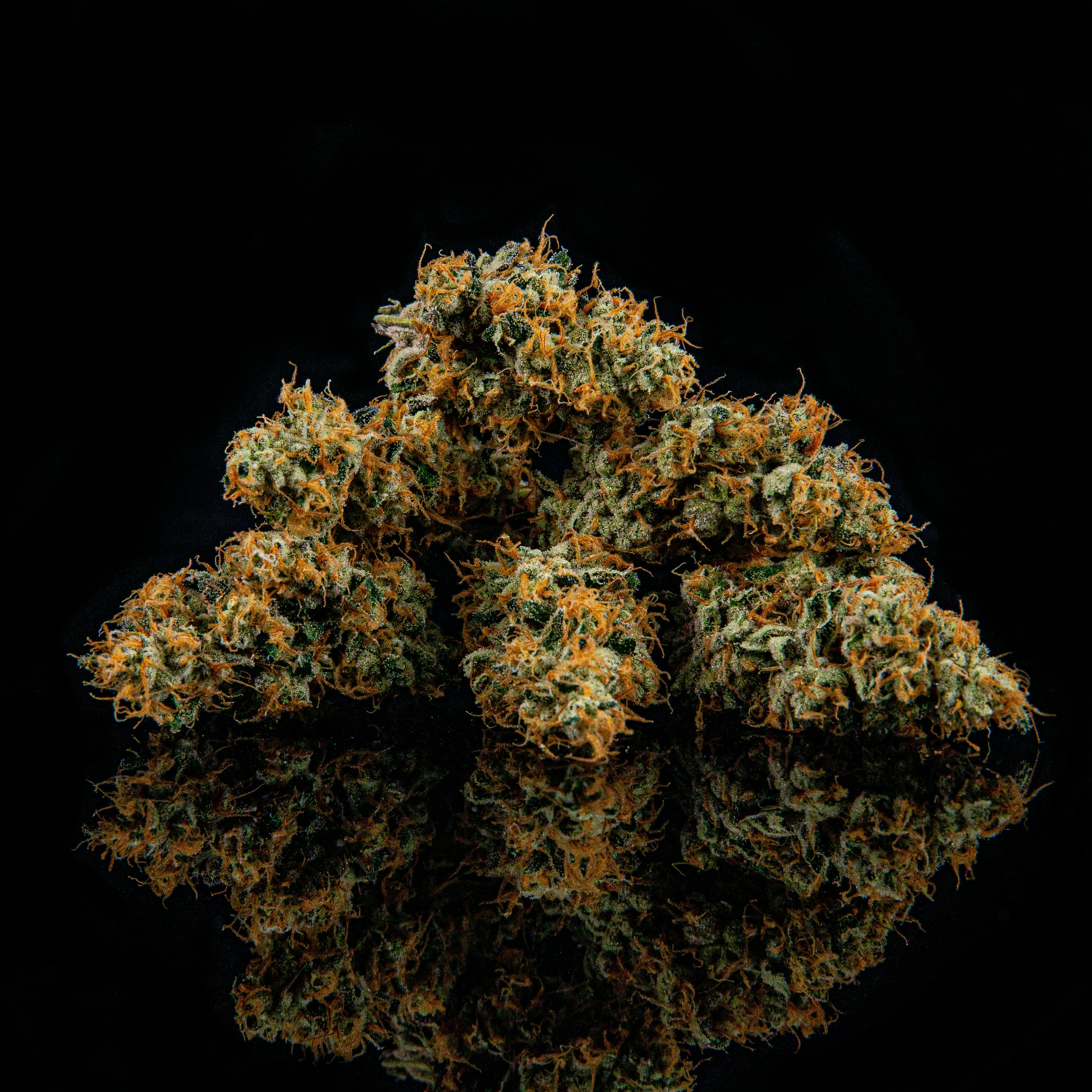 Zenoa - Sundae Strudel - 1