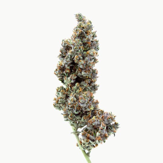 Method - Super Silver Haze - 1