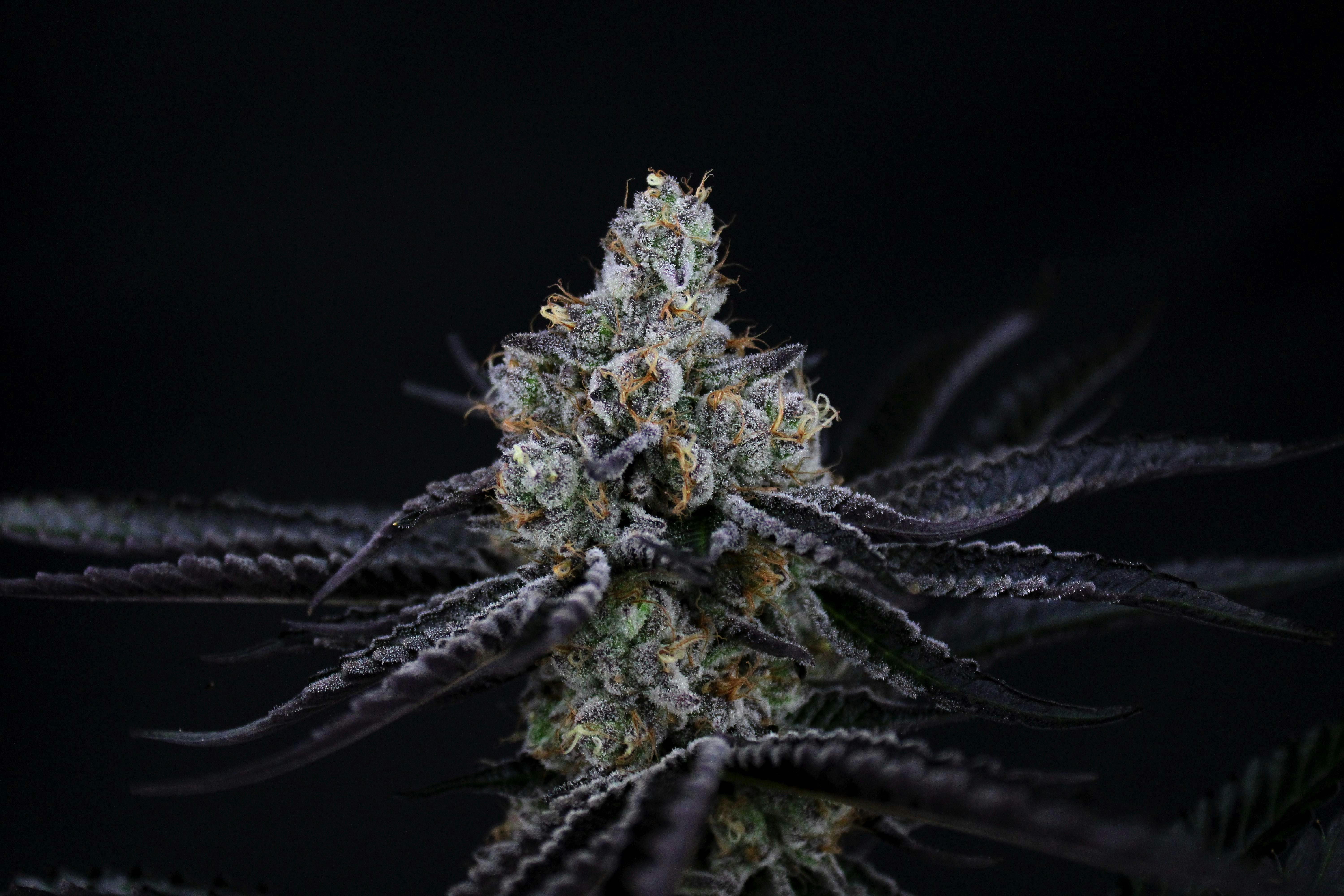 3C - 3C | Majestic 33 - 1g - 1