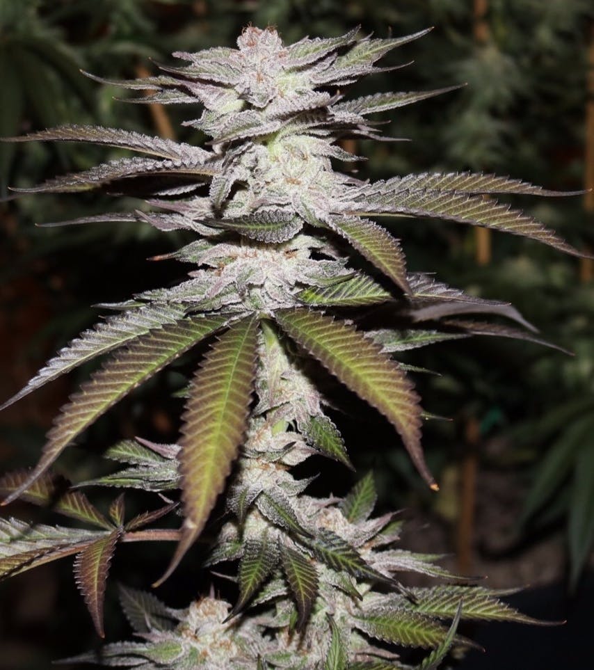 The Frost Factory - Strawberry Starduster - 1