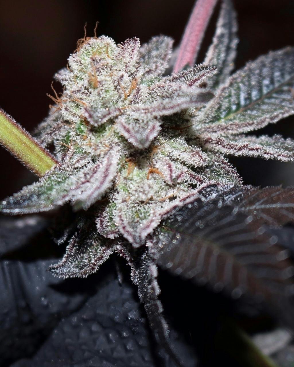 The Frost Factory - False Teeth - 1