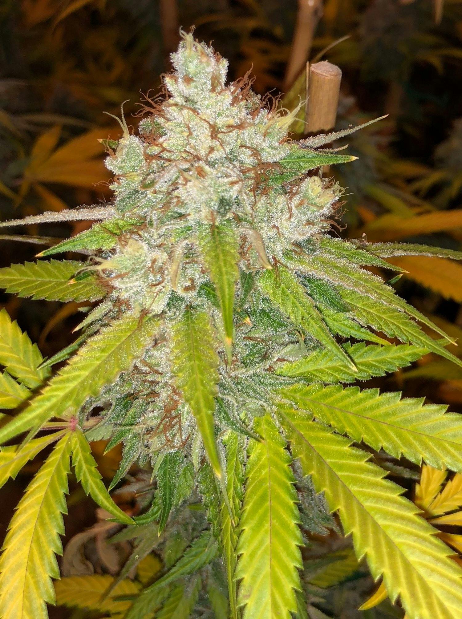 The Frost Factory - Super Silver Haze - 1