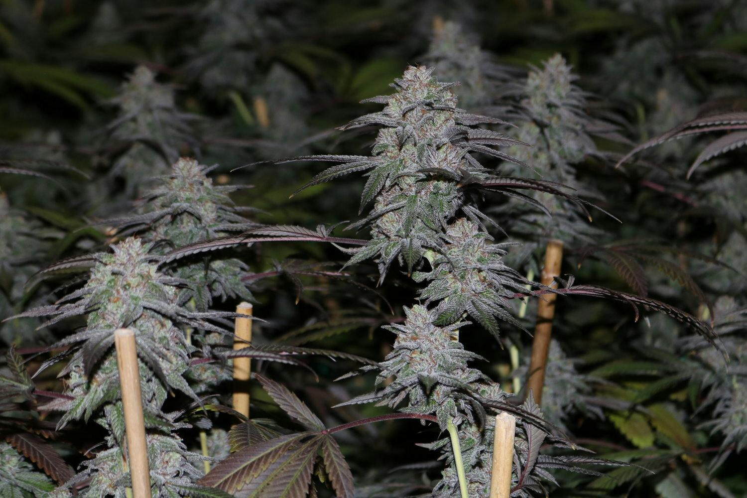 The Frost Factory - Mint Chocolate Chip - 1