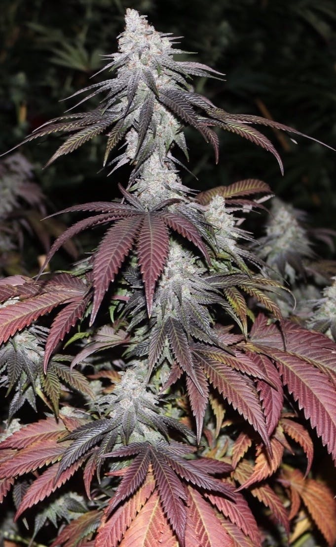 The Frost Factory - Granddaddy Purple - 1