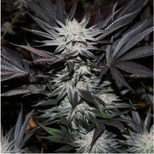 The Frost Factory - Maine Blueberry Muffins - 1