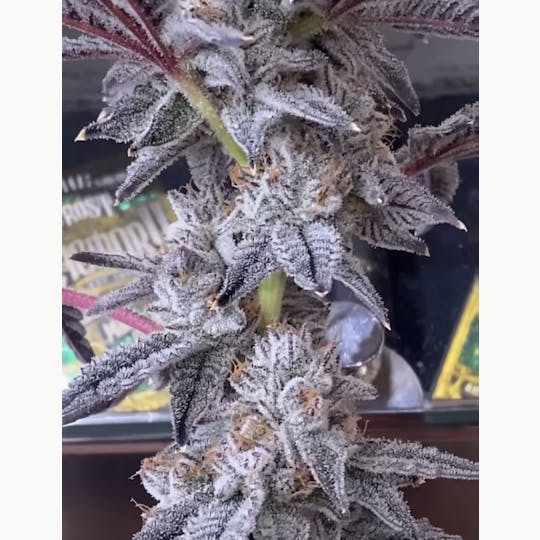 The Frost Factory - Ice Cream Cake - 1