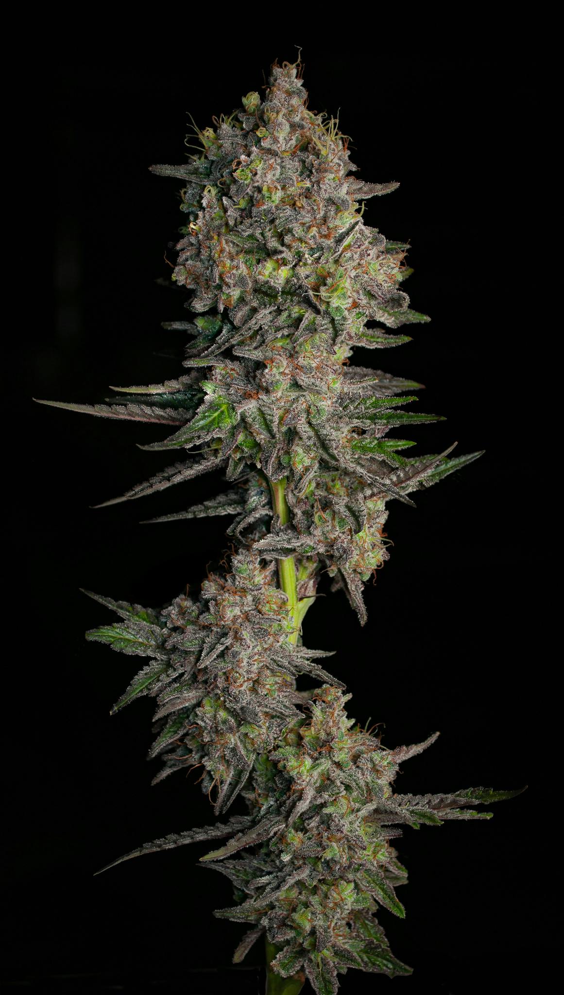 Oregon Roots - Miracle Alien Cookies - 1