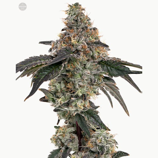 Kind Farms Reserve - Snakes Cake Bx1 (Snake Lite - HoneySticks Cut) - Kind Farms Reserve - 1