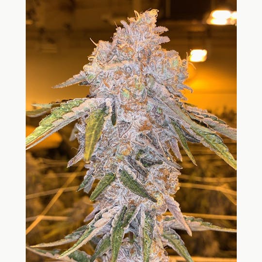 Snaxland - Georgia Pie - 1