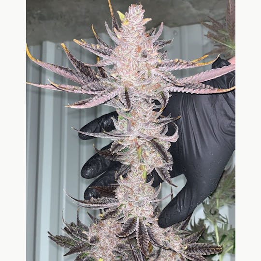 Snaxland - Rainbow Flame - 1
