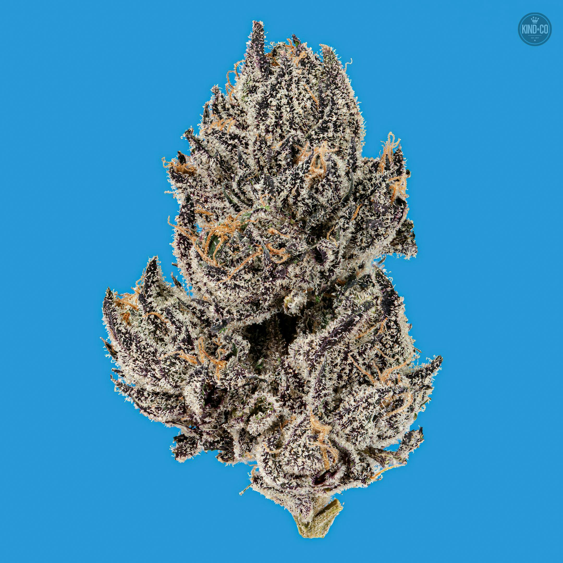 Kind & Co - Runtz - 1