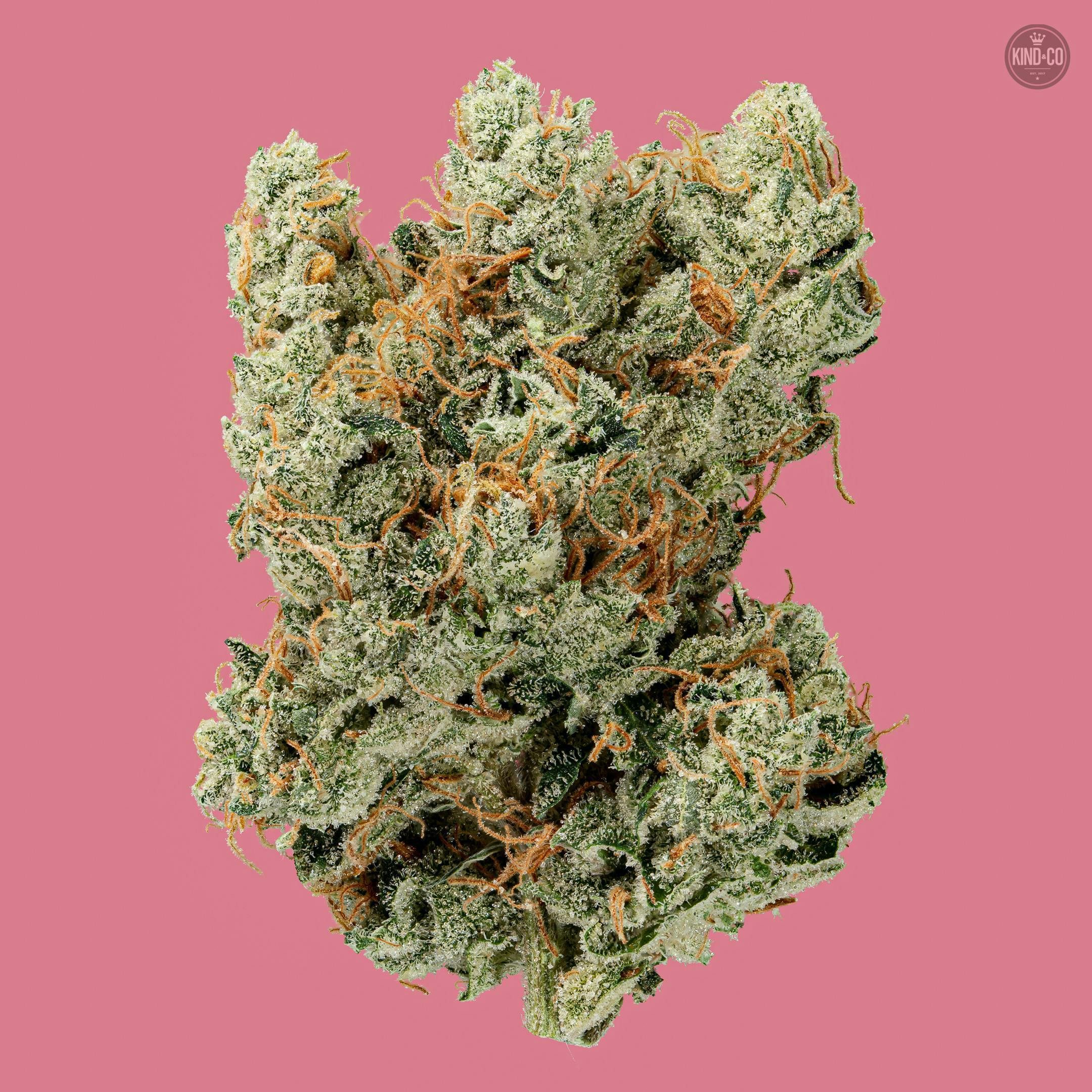 Kind & Co - Maui Skunkdog x Sour D - 1