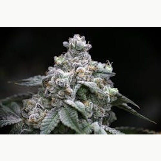 Flawless Cannabis Co - Grape Dawg 3.5G - 1
