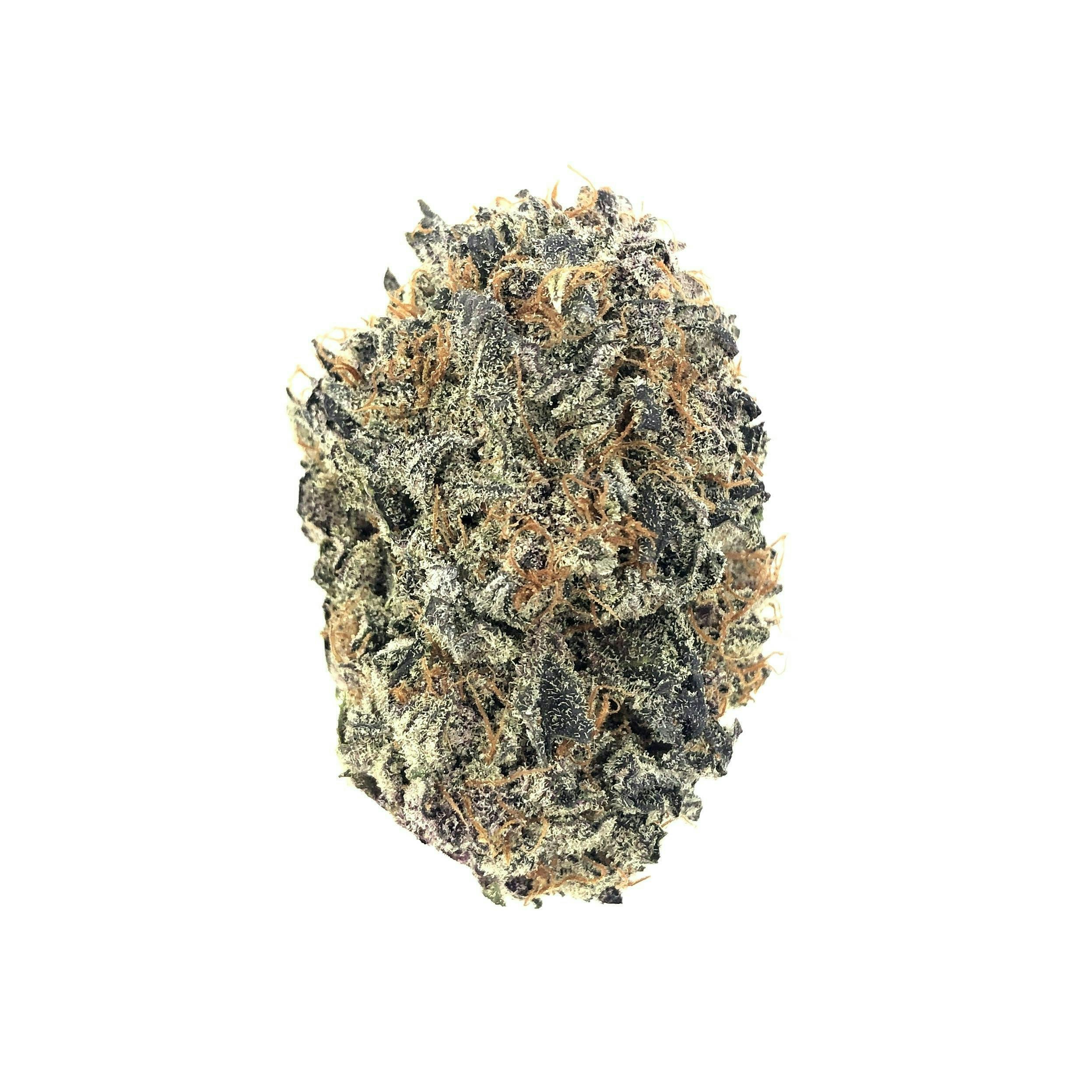 Indico - Black D.O.G - 1