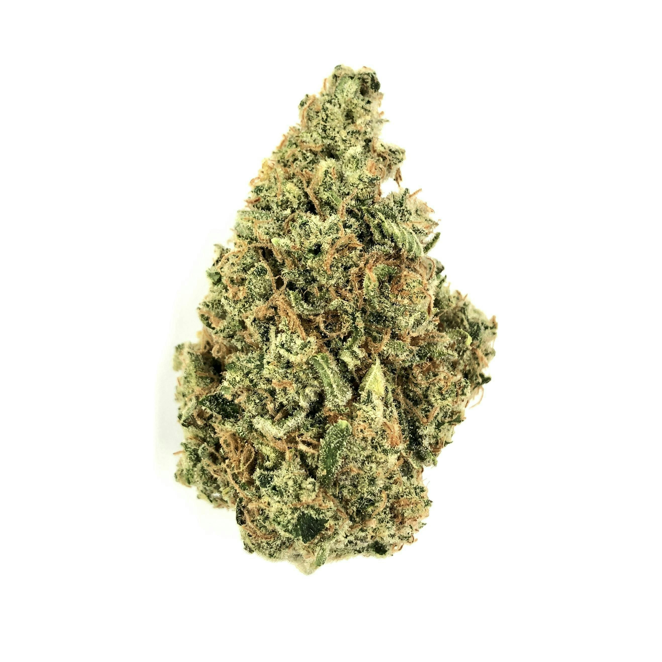 Indico - Laughing Buddha - 1