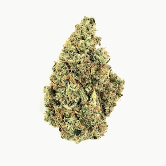 Indico - Laughing Buddha - 1