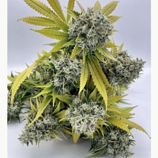 Rugged Roots - Rugged Roots | Rainbow Driver 3.5g - 1