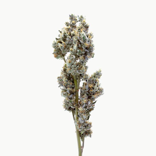 Method - GMO — Popcorn - 1