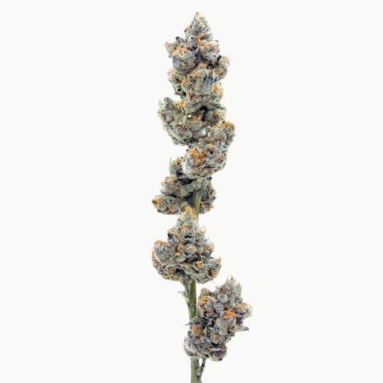 Method - White Runtz — Popcorn - 1