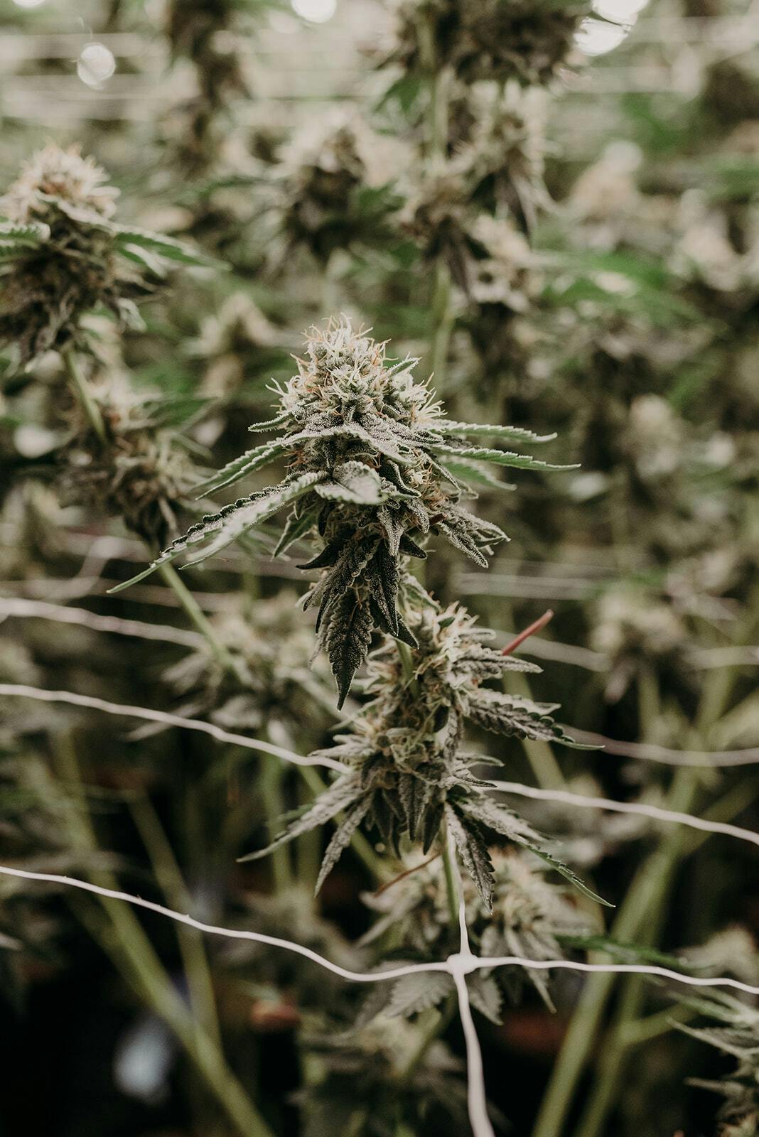 Garlic Breath HASH BASH CUP WINNER Pegasus Green