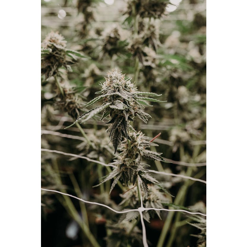 Garlic Breath HASH BASH CUP WINNER Pegasus Green