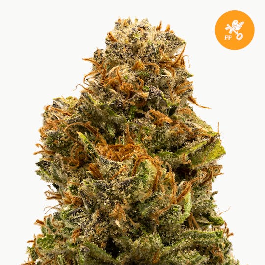 Franklin Fields - Black Jack - 1