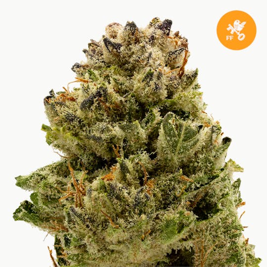 Franklin Fields - OG Kush - 1