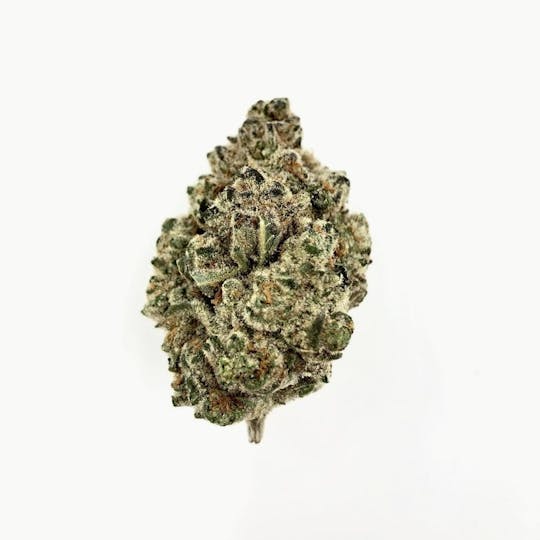 Five Star Fire - Orange Papaya - 1
