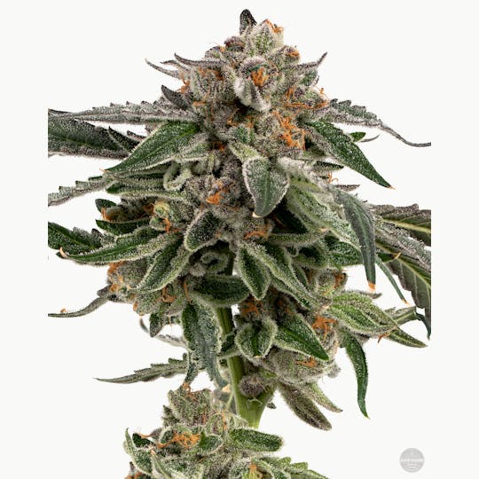 Kind Farms Reserve - Sour Biscotti - 1