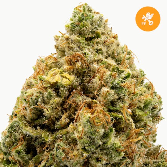 Franklin Fields - Motor Breath - 1