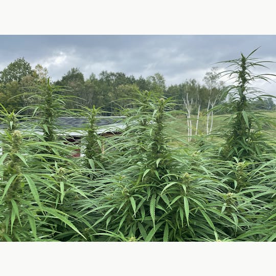 Robinsons of Maine LLC - Mendo Purps - Sativa Pheno - 1