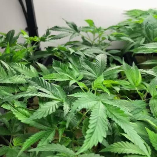 Green Dragon - 5 Alive x OC #4 Clones - 1