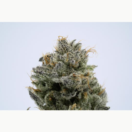 Stella's Farm - Greasy Runtz - 1