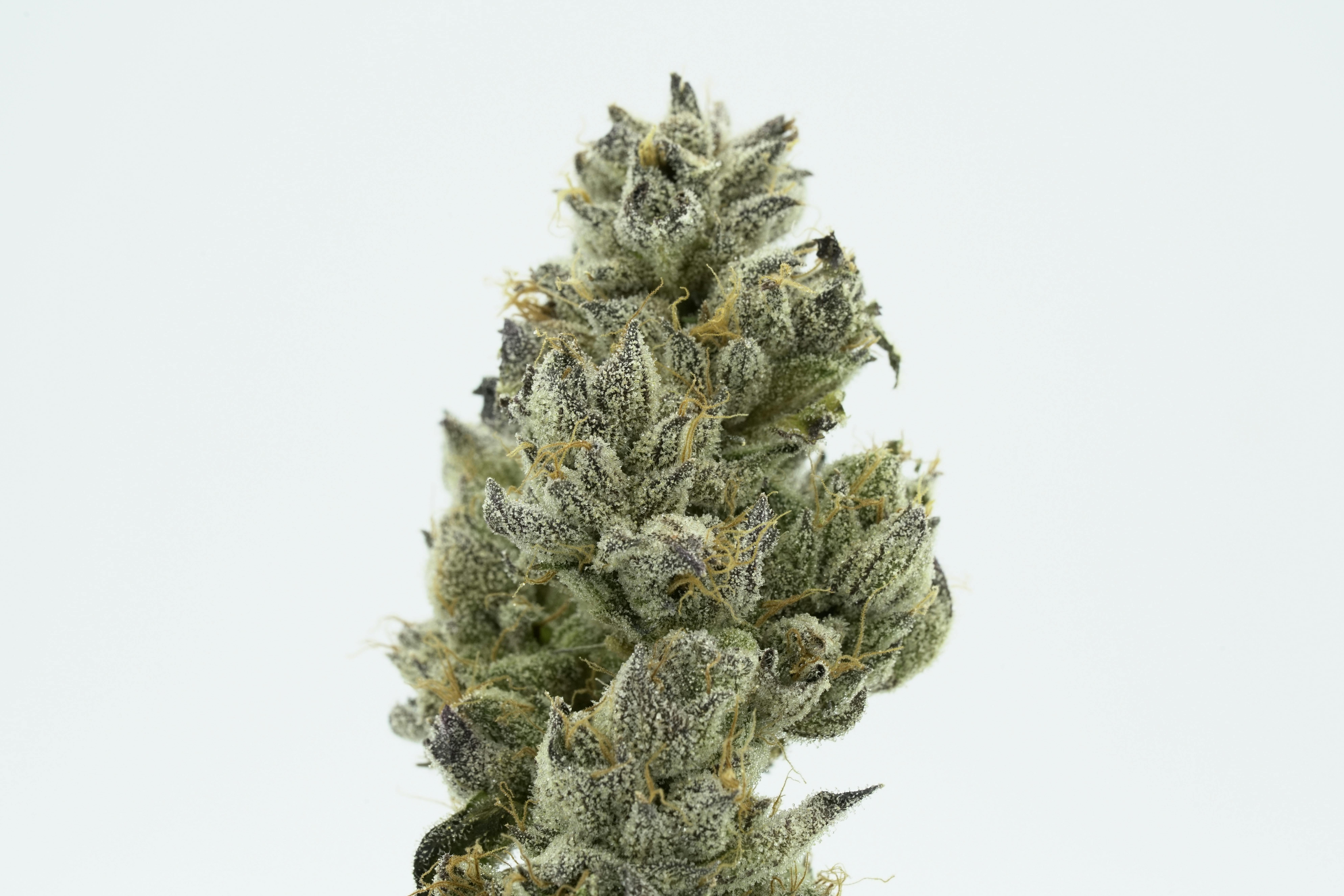 Stella's Farm - Dessert Runtz - 1