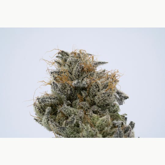 Stella's Farm - El Chapo - 1