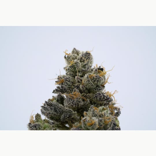 Stella's Farm - Rozay - 1