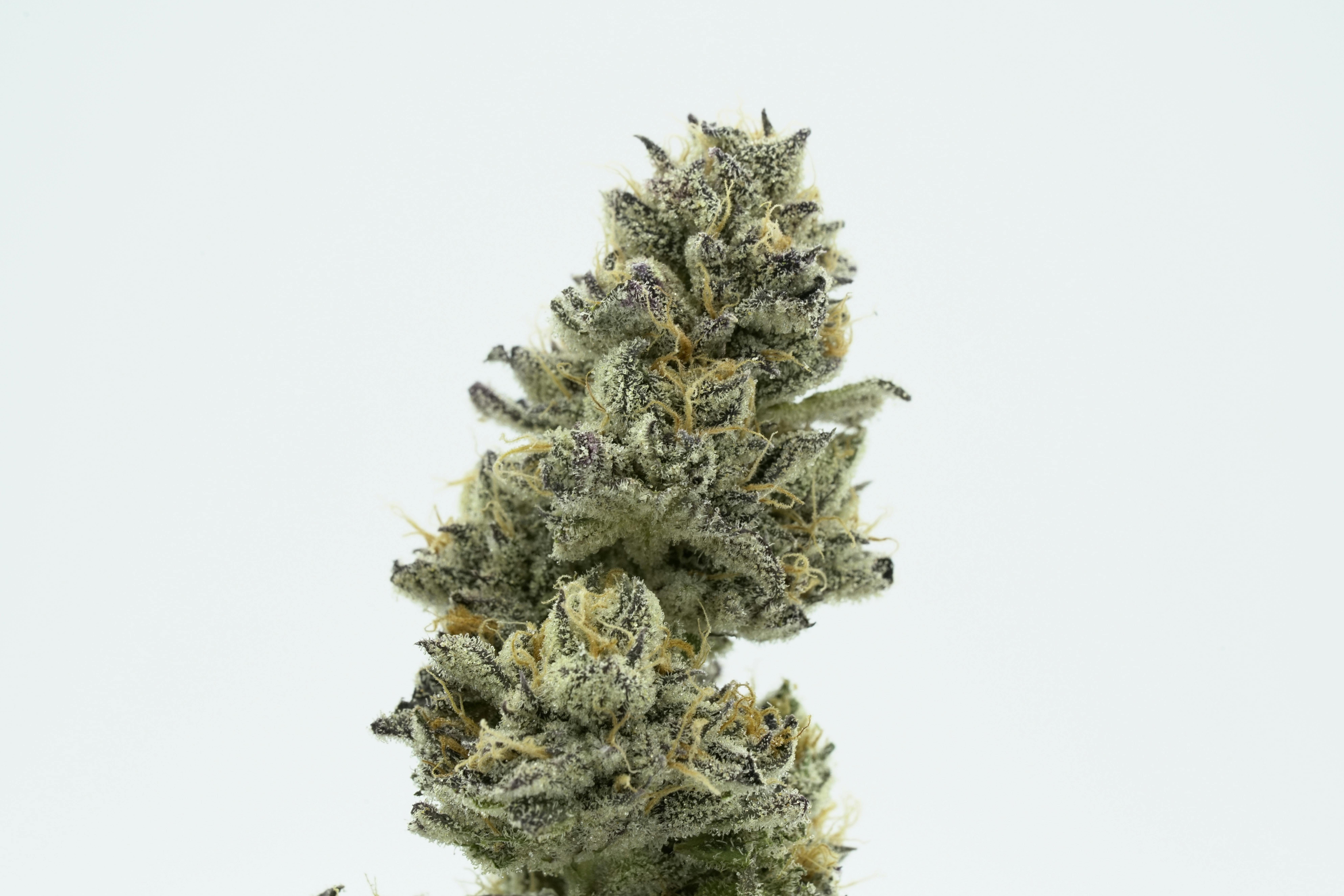 Stella's Farm - Spumoni - 1