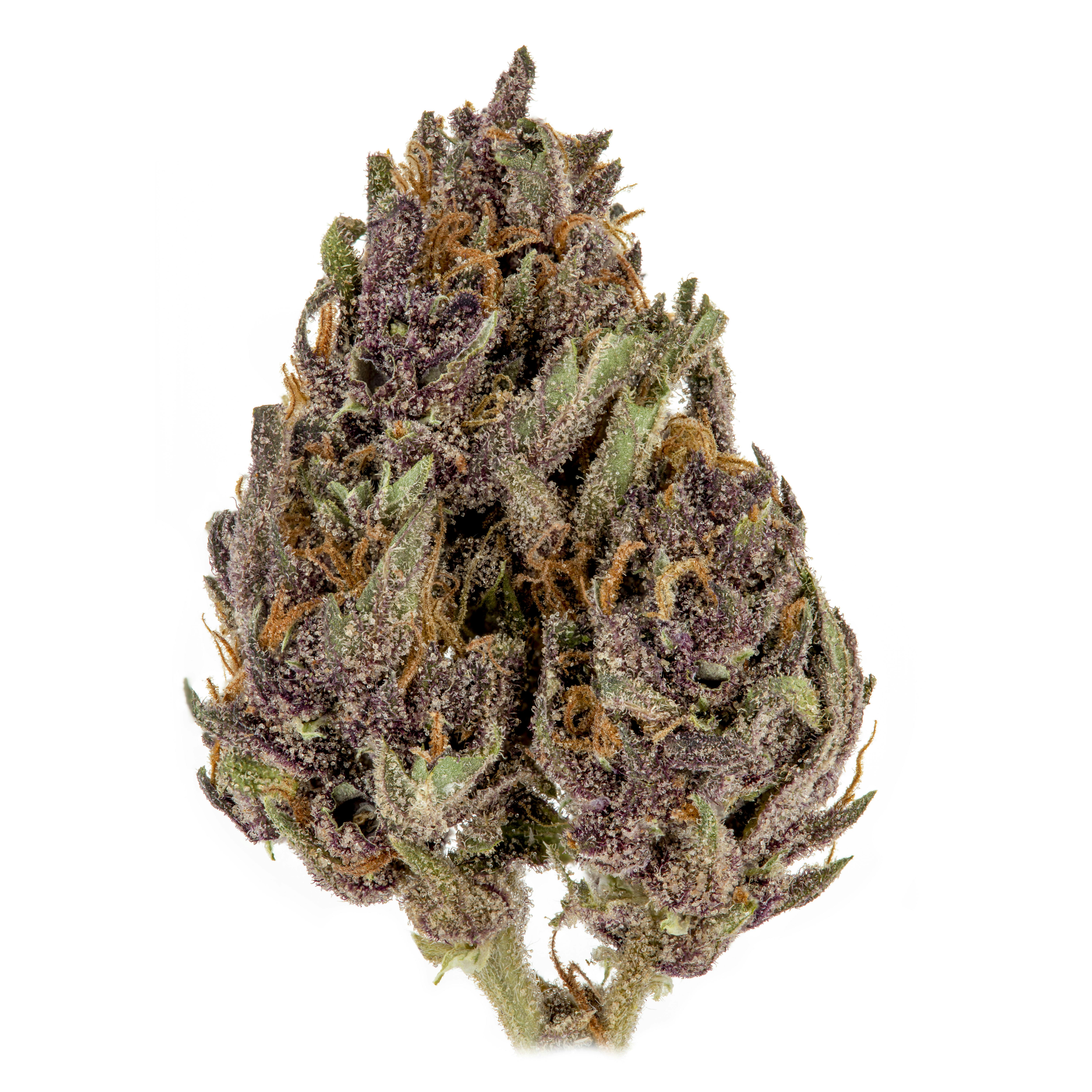 Casacanna - Whitethorn Rose - 1