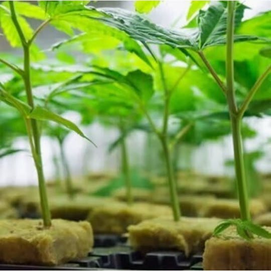 Green Dragon - White Mints - Clones - 1