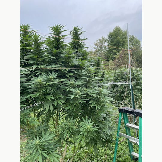 Robinsons of Maine LLC - $99.99 oz special - Granddaddy Purple - 1