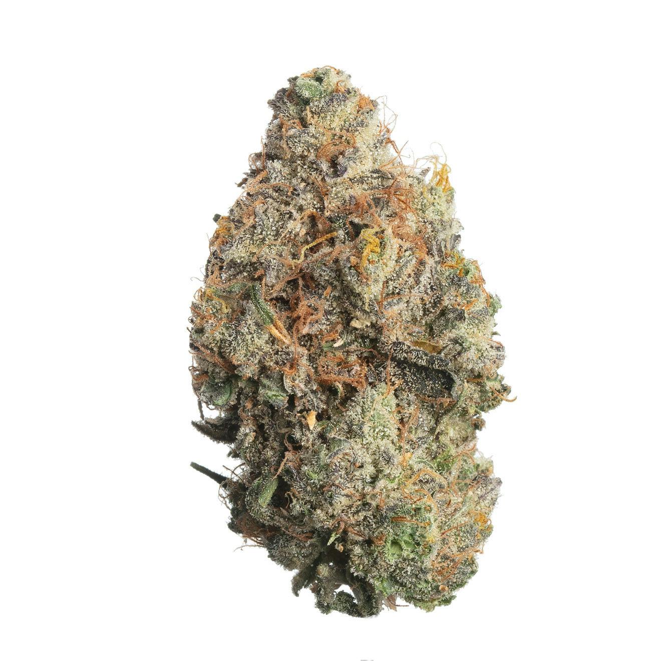 Meraki Gardens - Meraki Gardens | Sunny D | Flower - 1