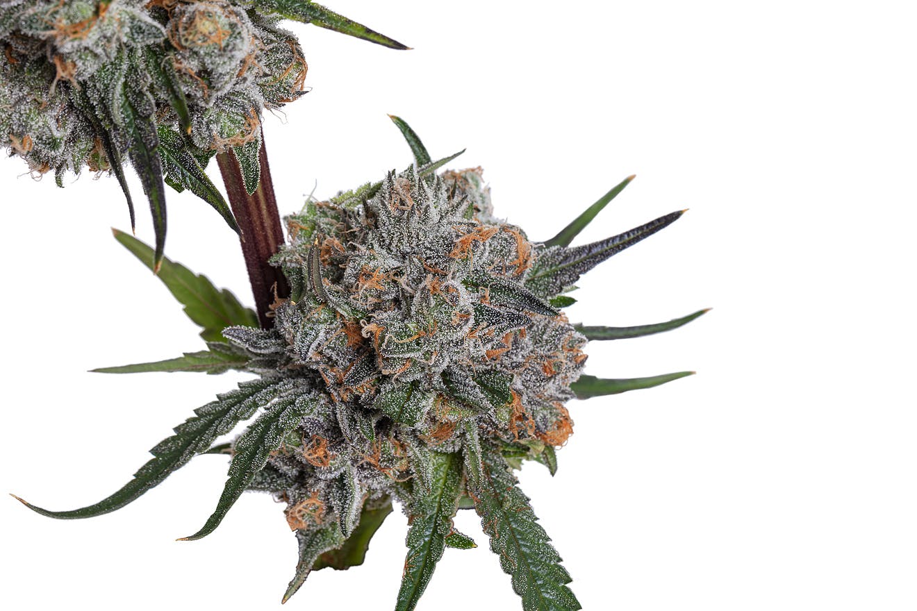 Meraki Gardens - Meraki Gardens | Dr. Who | Flower - 1