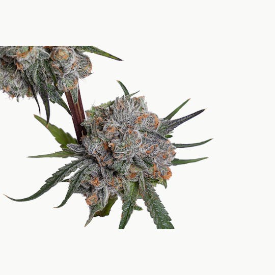 Meraki Gardens - Meraki Gardens | Dr. Who | Flower - 1