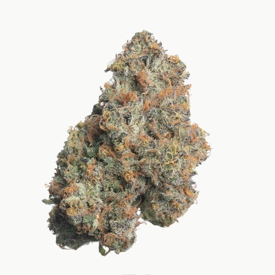 Meraki Gardens - Meraki Gardens | Apple Fritter | Flower - 1
